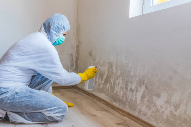 Professional Mold Remediation in Providence, UT