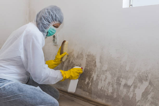 Best Mold Testing and Inspection Services in Providence, UT