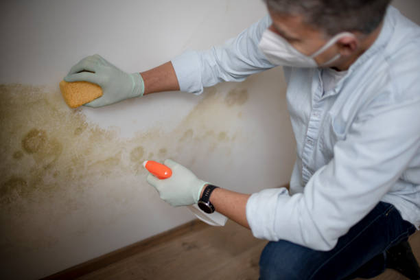 Best Bathroom Mold Remediation in Providence, UT