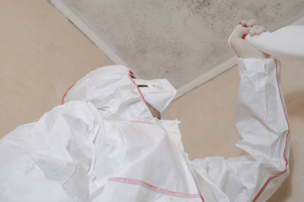 Best Residential Mold Remediation in Providence, UT