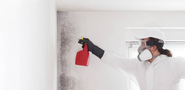 Best Emergency Mold Remediation in Providence, UT