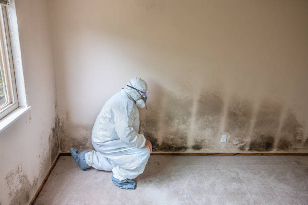 Best Mold Remediation for Specific Building Types in Providence, UT