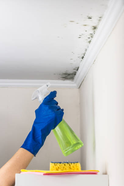 Insurance-Related Mold Remediation